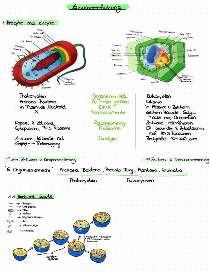 3. ATP
→
- Lebewesen sind aus Zellen aufgebaut
- Einzeller (wie Bakterien, Euglena Pantoffeltier,....) bestehen aus 1 Zelle, die alle Lebens