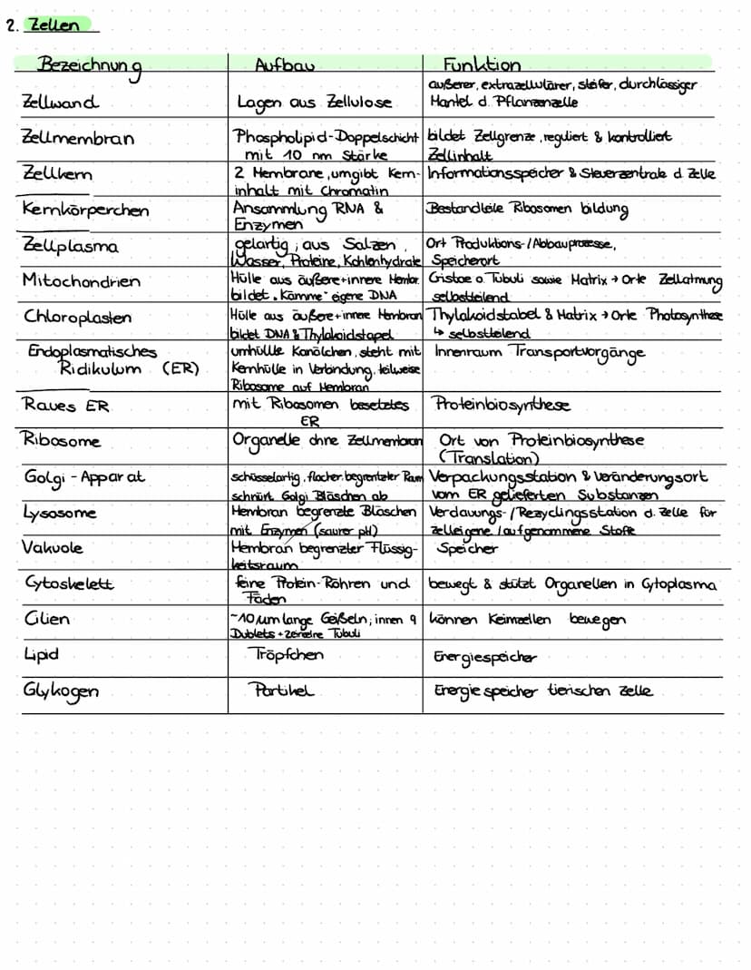 3. ATP
→
- Lebewesen sind aus Zellen aufgebaut
- Einzeller (wie Bakterien, Euglena Pantoffeltier,....) bestehen aus 1 Zelle, die alle Lebens