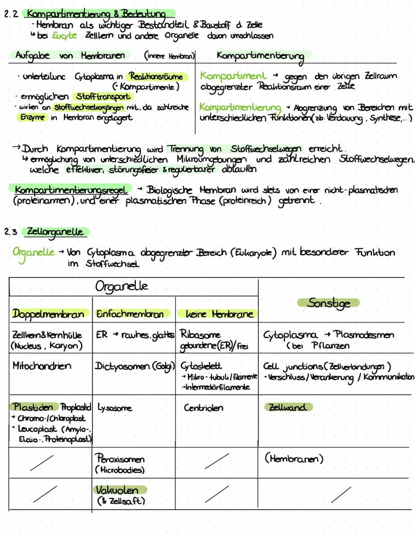 3. ATP
→
- Lebewesen sind aus Zellen aufgebaut
- Einzeller (wie Bakterien, Euglena Pantoffeltier,....) bestehen aus 1 Zelle, die alle Lebens
