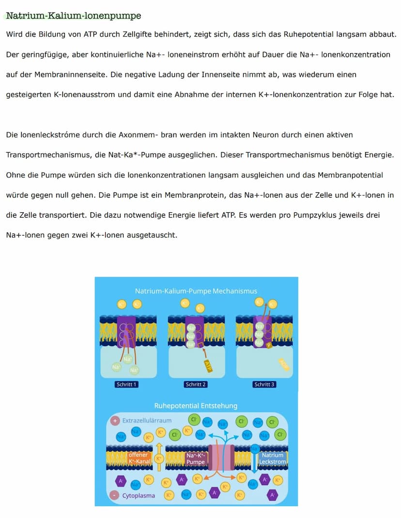 Biologieklausur
Nervenzellen - Bau und Funktionen
Reiz-Erregungs-Transformation
Sinneszellen sind selektiv und reagieren nur auf entsprechen