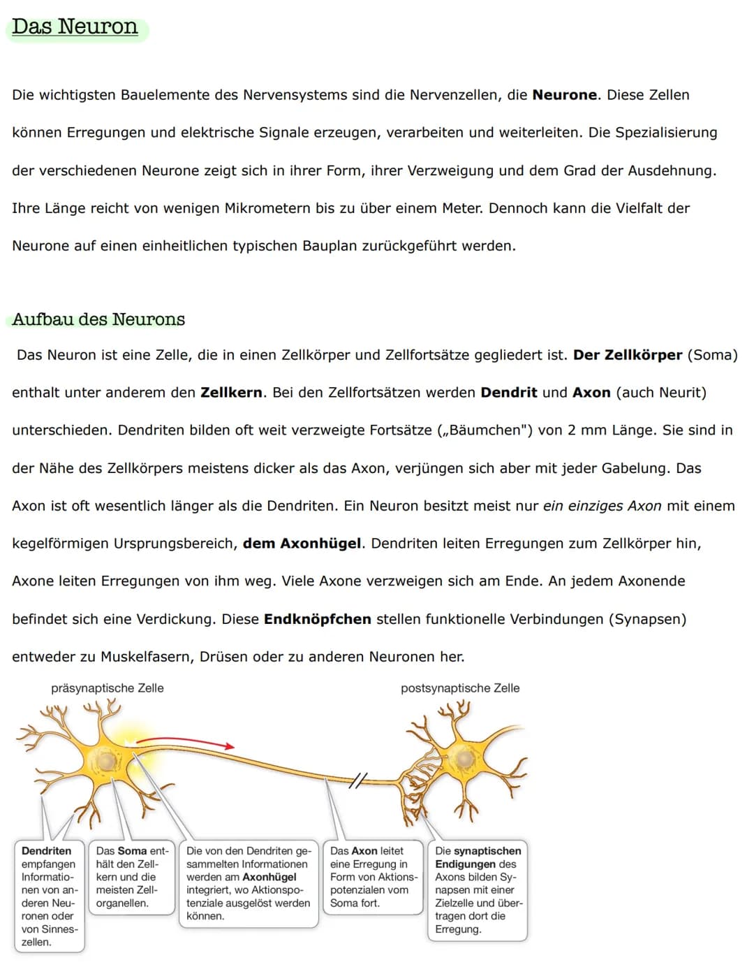 Biologieklausur
Nervenzellen - Bau und Funktionen
Reiz-Erregungs-Transformation
Sinneszellen sind selektiv und reagieren nur auf entsprechen