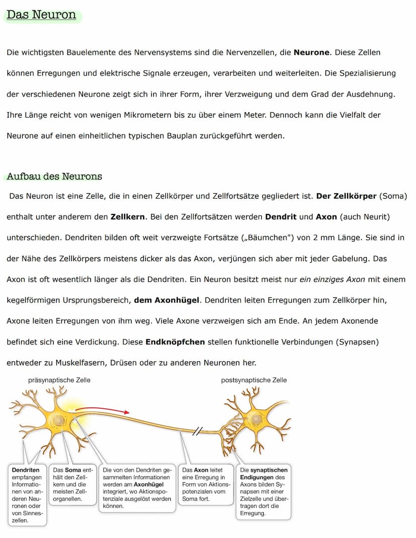Biologieklausur
Nervenzellen - Bau und Funktionen
Reiz-Erregungs-Transformation
Sinneszellen sind selektiv und reagieren nur auf entsprechen
