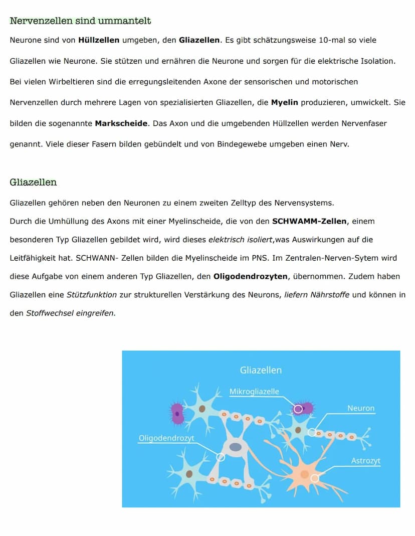 Biologieklausur
Nervenzellen - Bau und Funktionen
Reiz-Erregungs-Transformation
Sinneszellen sind selektiv und reagieren nur auf entsprechen