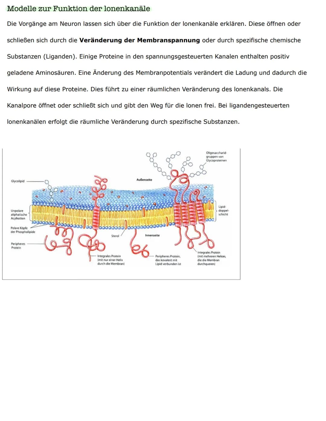 Biologieklausur
Nervenzellen - Bau und Funktionen
Reiz-Erregungs-Transformation
Sinneszellen sind selektiv und reagieren nur auf entsprechen