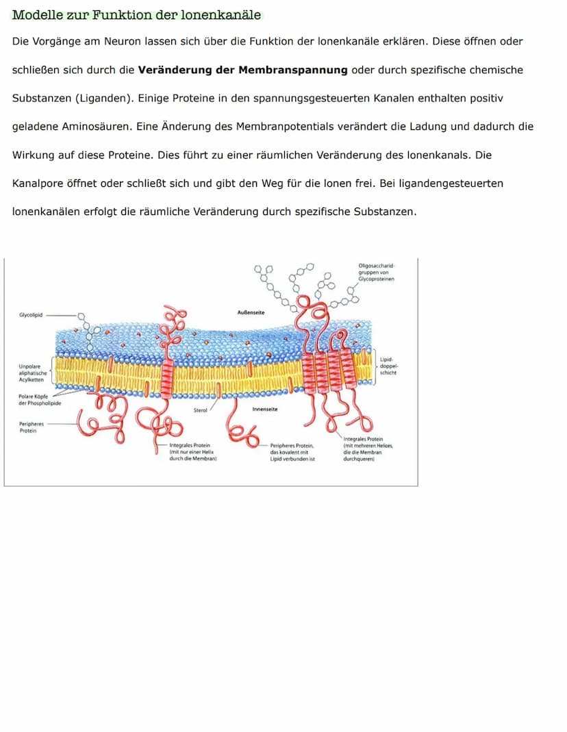 Biologieklausur
Nervenzellen - Bau und Funktionen
Reiz-Erregungs-Transformation
Sinneszellen sind selektiv und reagieren nur auf entsprechen