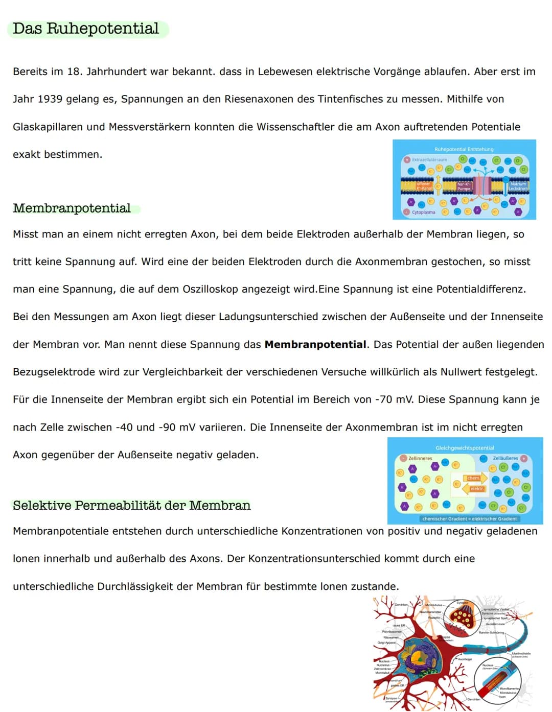 Biologieklausur
Nervenzellen - Bau und Funktionen
Reiz-Erregungs-Transformation
Sinneszellen sind selektiv und reagieren nur auf entsprechen