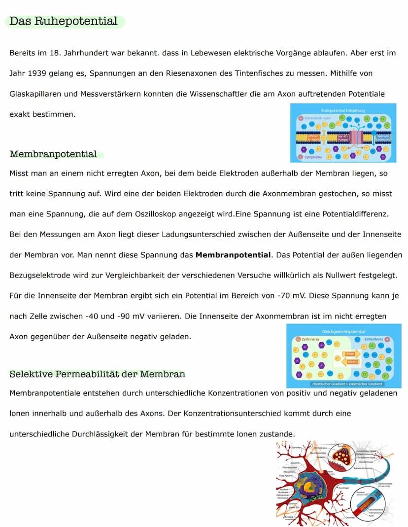 Biologieklausur
Nervenzellen - Bau und Funktionen
Reiz-Erregungs-Transformation
Sinneszellen sind selektiv und reagieren nur auf entsprechen