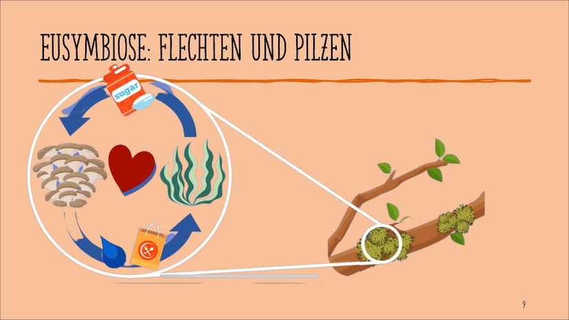 SYMBIOSE
Artur Avetisian
1 AGENDA
Definition
Bedeutung
Gegenseitige Abhängigkeit
Grad des Nutzens
Räumliche Beziehung
Bibliographie
2 DEFINI