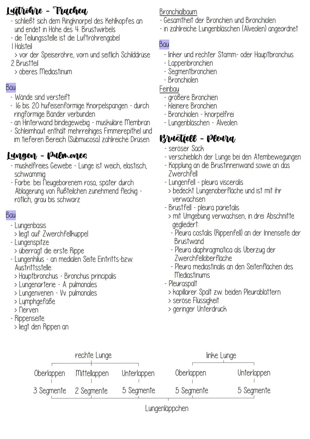 Anatomie
über das Atmungssystem vollzieht sich der
Gasaustausch:
> Transport von 0₂ aus der Luft in das Blut und
> Transport von CO₂ aus dem