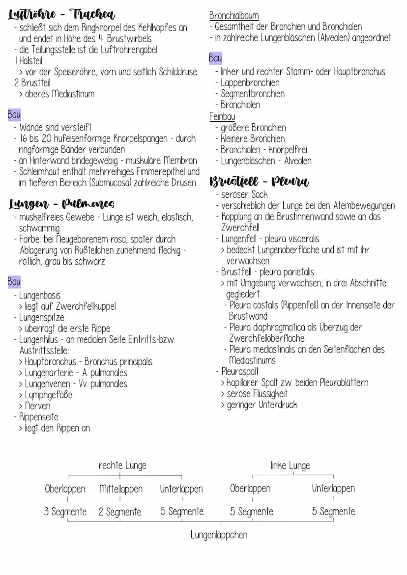 Anatomie
über das Atmungssystem vollzieht sich der
Gasaustausch:
> Transport von 0₂ aus der Luft in das Blut und
> Transport von CO₂ aus dem