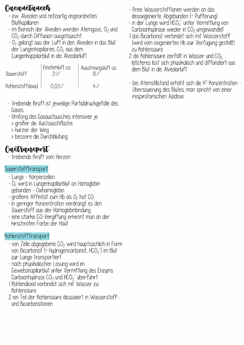 Anatomie
über das Atmungssystem vollzieht sich der
Gasaustausch:
> Transport von 0₂ aus der Luft in das Blut und
> Transport von CO₂ aus dem