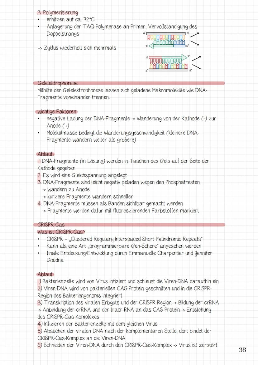 Molekularbiologische
Verfahren und
Gentechnik
3.1 Werkzeuge und Verfahren der Molekularbiologie
3.2 Prinzip und Verfahren des genetischen Fi