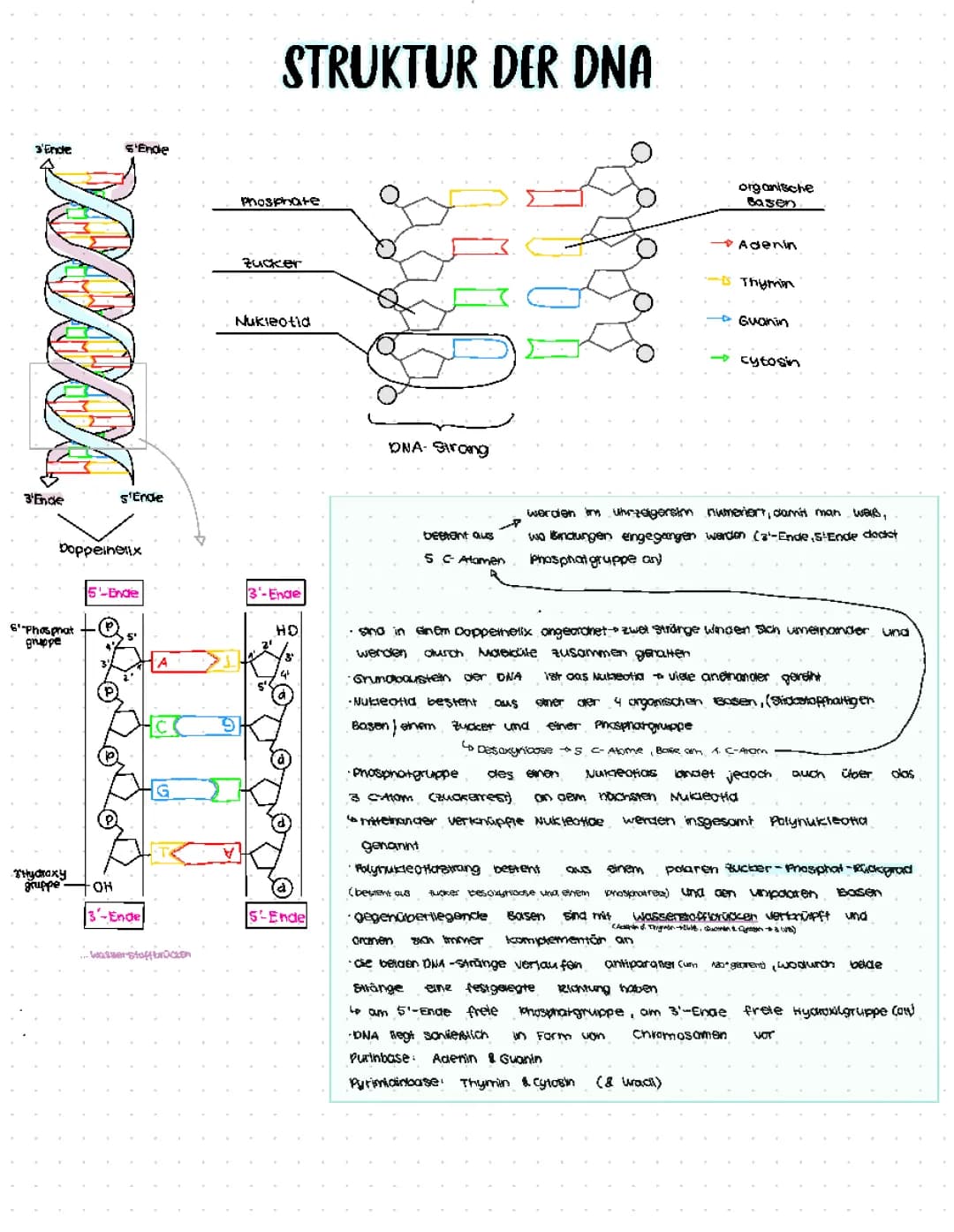 DNA Struktur, DNA Replikation, Proteinbiosynthese