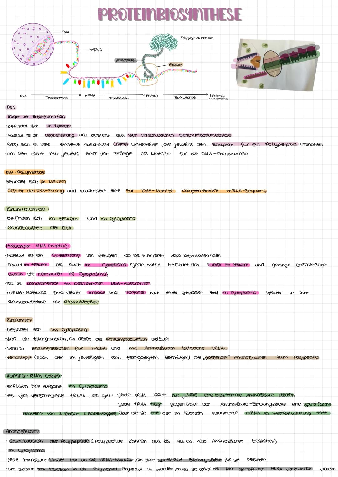 bovoor
3'Ende
3'Ende
S'-Phosphat
gruppe
S'Ende
Doppelnelix
3'Hydroxy
gruppe
s'Ende
5'-Ende
5'
HCC
OH
3-Ende
Wasserstoffbrücteh
STRUKTUR DER 