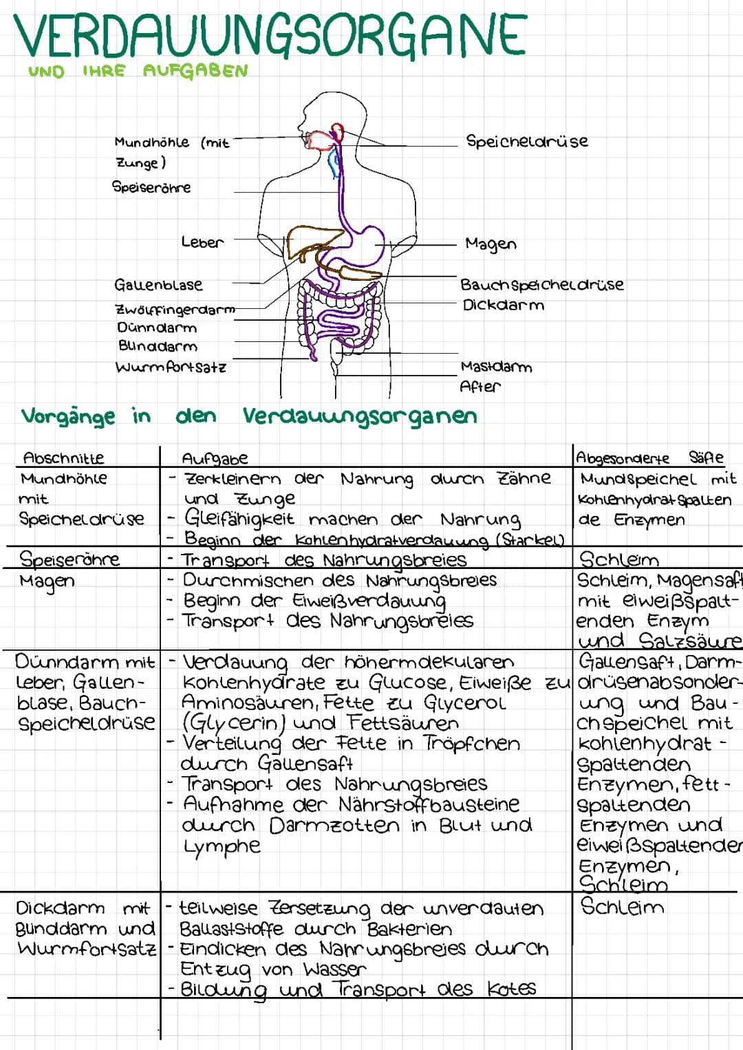 Verdauungsorgane und Funktionen - Biologie