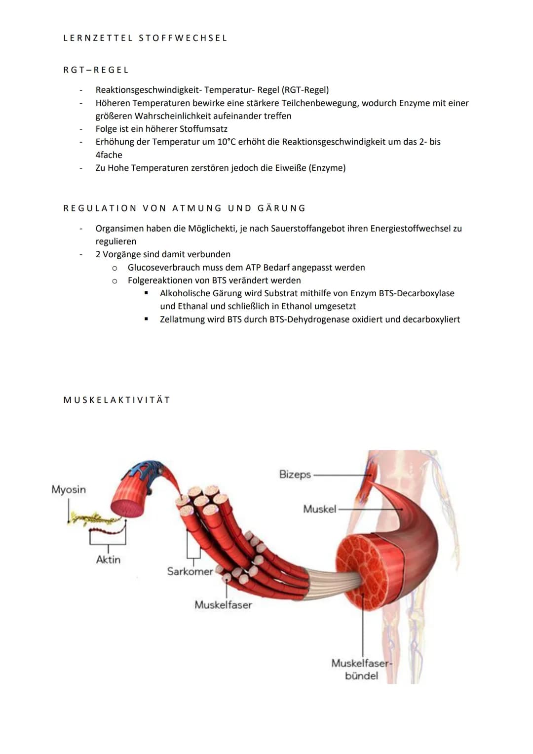LERNZETTEL STOFFWECHSEL
ATMUNG
Äußere Atmung: Von der Haut oder dem Atemorganen gelangt Sauerstoff ins Blut, wird
durch Diffusion und Transp