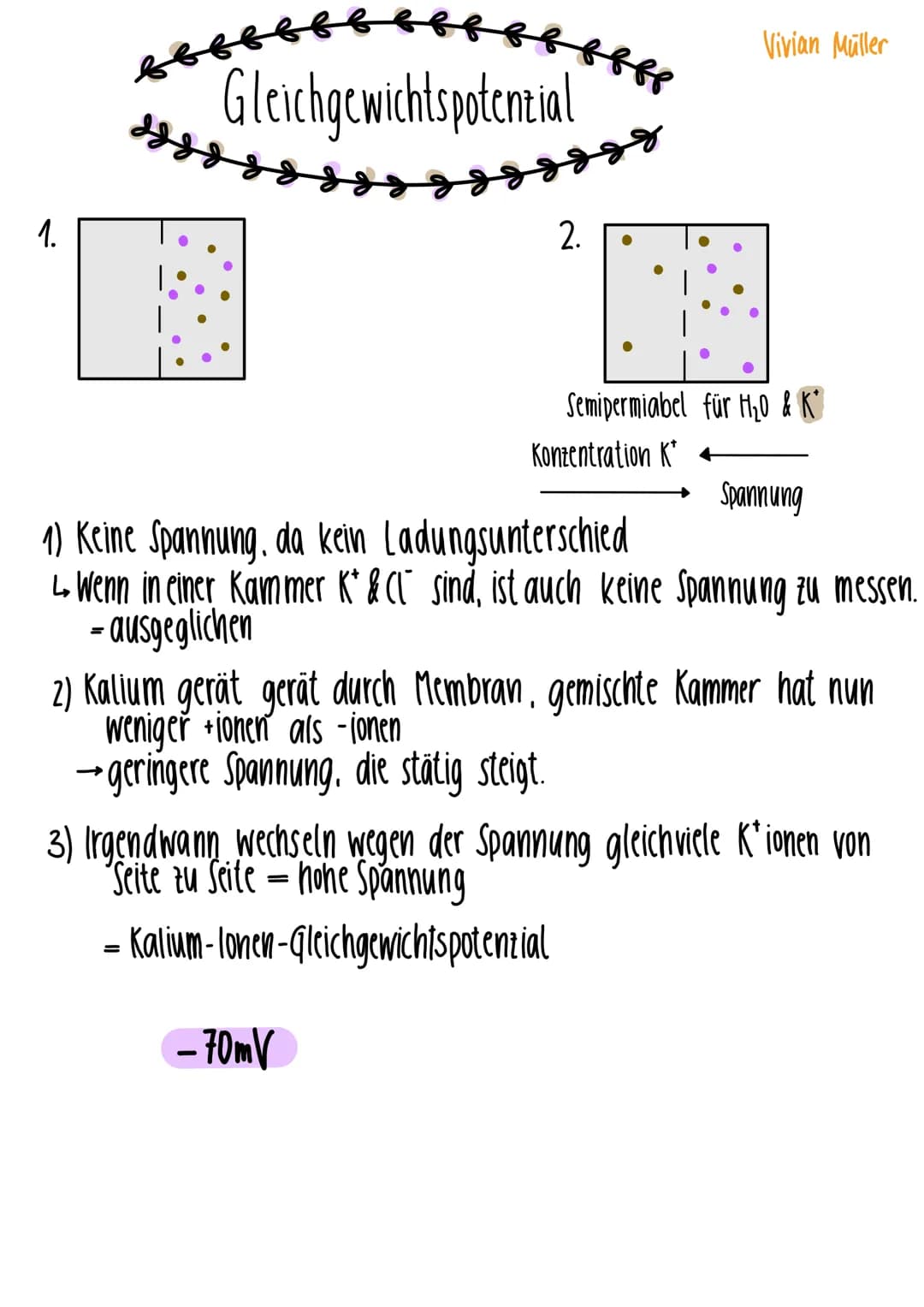 1.
Gleichgewichtspotential
2.
Vivian Müller
Semipermiabel für H₂0 & K²
Konzentration K+
-70mV
Spannung
1) Keine Spannung, da kein Ladungsunt
