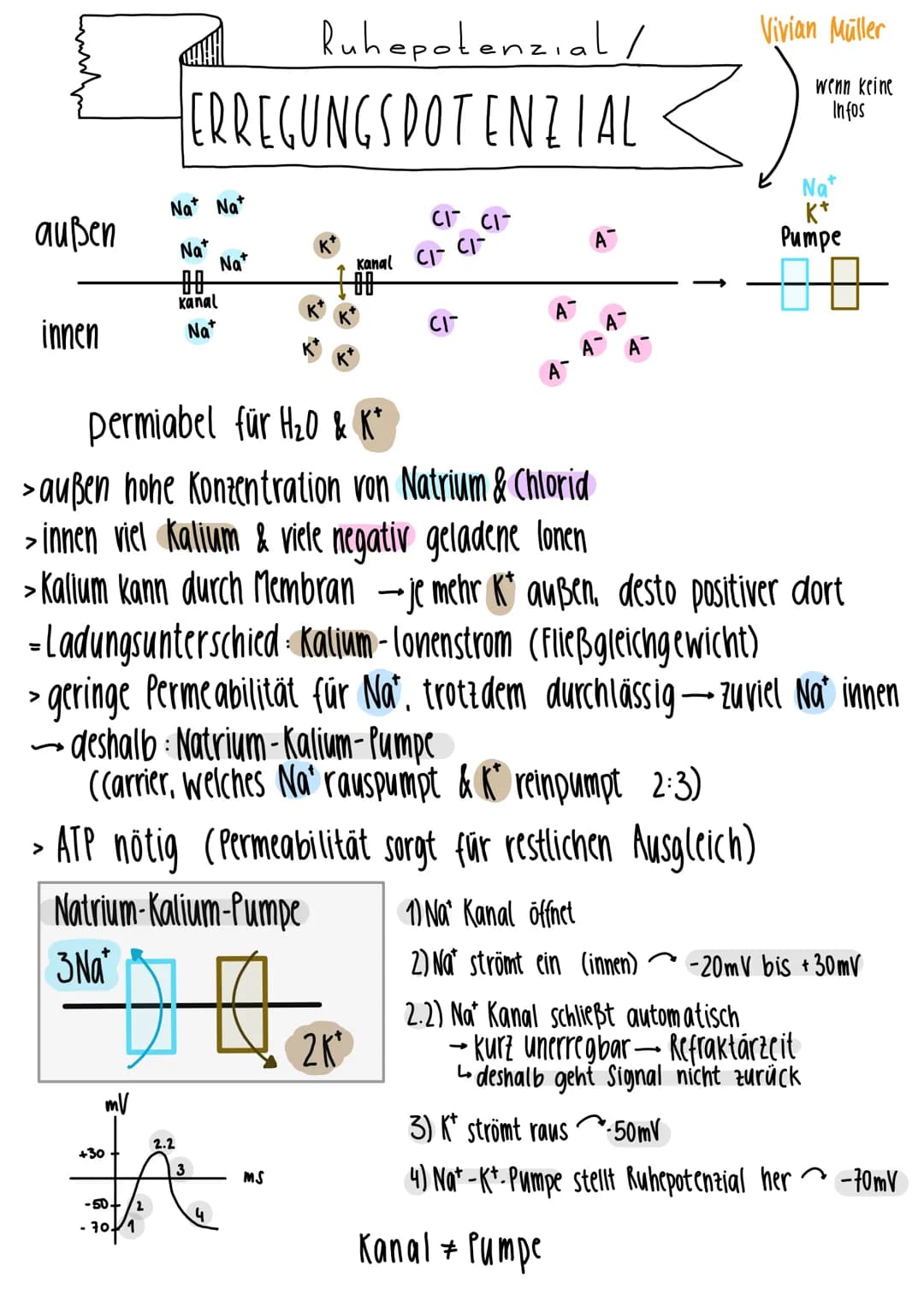 1.
Gleichgewichtspotential
2.
Vivian Müller
Semipermiabel für H₂0 & K²
Konzentration K+
-70mV
Spannung
1) Keine Spannung, da kein Ladungsunt