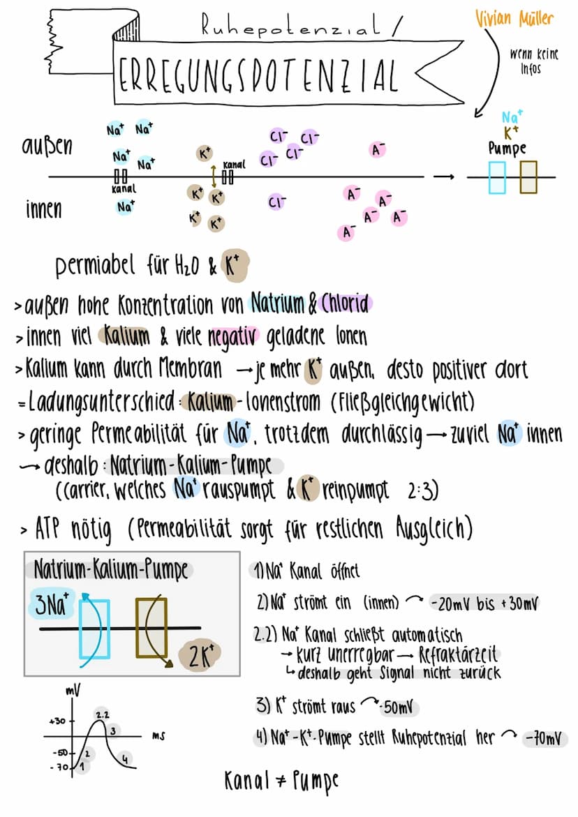 1.
Gleichgewichtspotential
2.
Vivian Müller
Semipermiabel für H₂0 & K²
Konzentration K+
-70mV
Spannung
1) Keine Spannung, da kein Ladungsunt