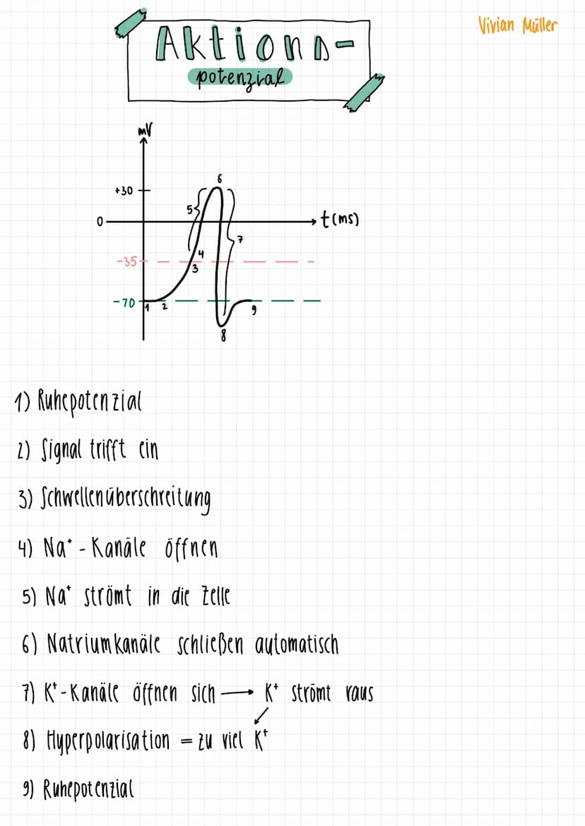 1.
Gleichgewichtspotential
2.
Vivian Müller
Semipermiabel für H₂0 & K²
Konzentration K+
-70mV
Spannung
1) Keine Spannung, da kein Ladungsunt