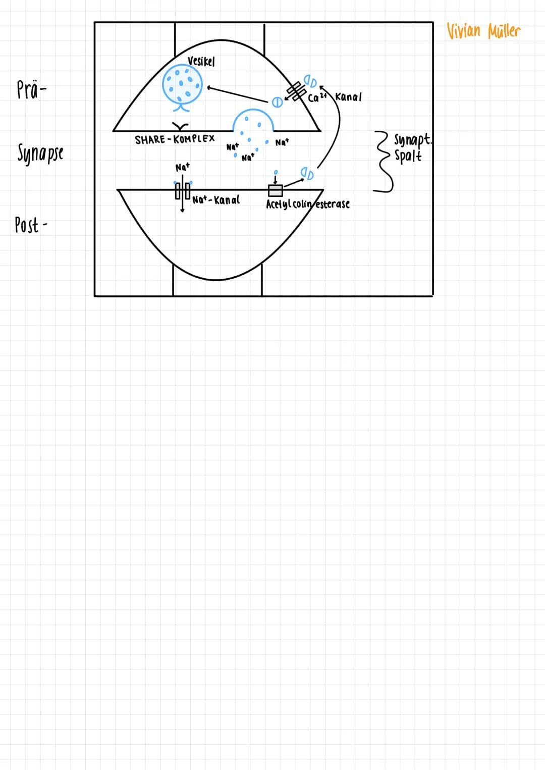 1.
Gleichgewichtspotential
2.
Vivian Müller
Semipermiabel für H₂0 & K²
Konzentration K+
-70mV
Spannung
1) Keine Spannung, da kein Ladungsunt