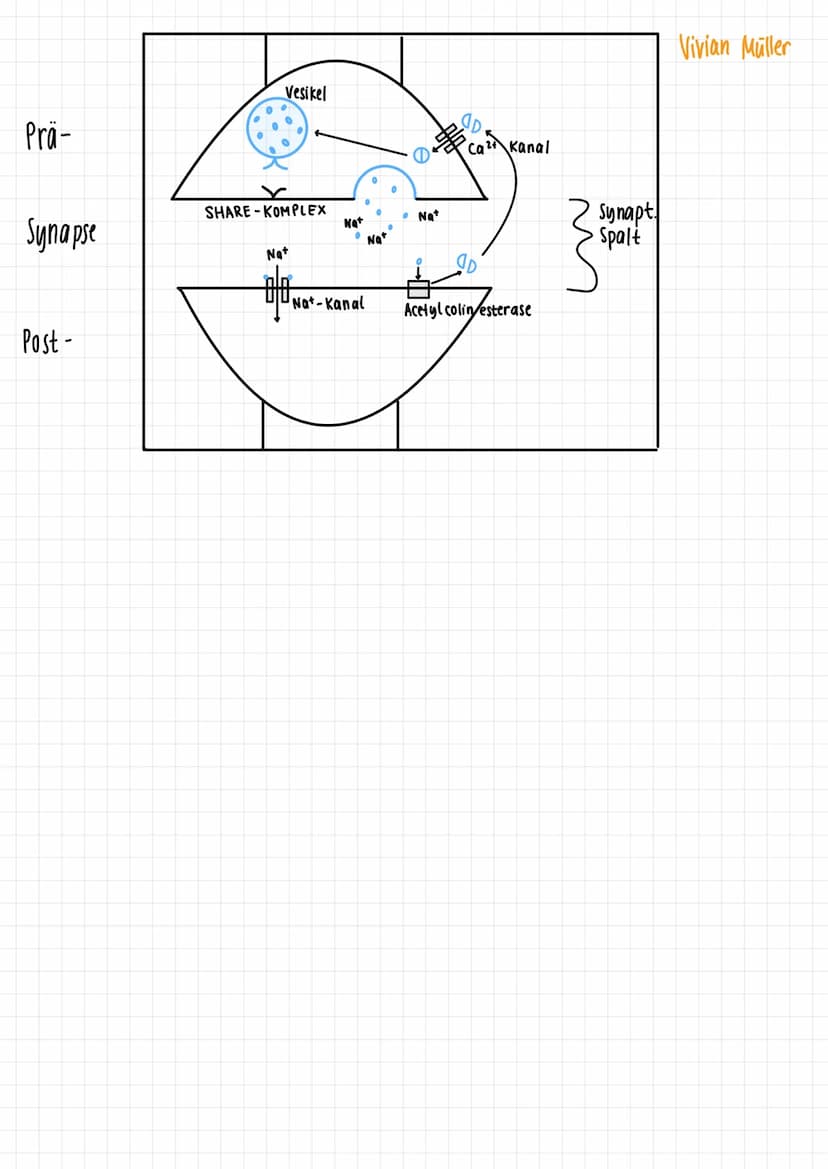 1.
Gleichgewichtspotential
2.
Vivian Müller
Semipermiabel für H₂0 & K²
Konzentration K+
-70mV
Spannung
1) Keine Spannung, da kein Ladungsunt