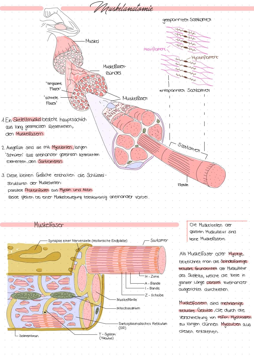 "langsame
Faser
'schnelle
Faser'
1. Ein Skeleltmuskel besteht hauptsächlich
aus long gestreckten Riesenzellen,
den Muskelfasern.
PRAE
2. Aus