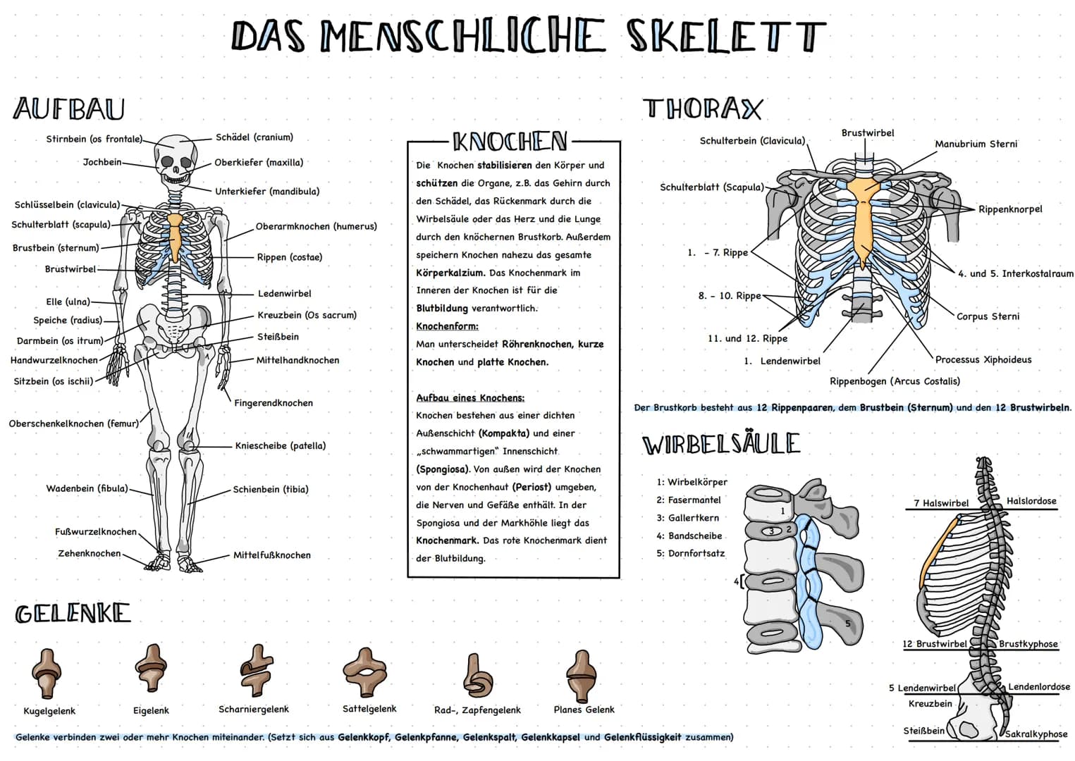 AUFBAU
Stirnbein (os frontale)-
Jochbein.
Schlüsselbein (clavicula).
Schulterblatt (scapula)-
Brustbein (sternum).
Brustwirbel-
Elle (ulna)-