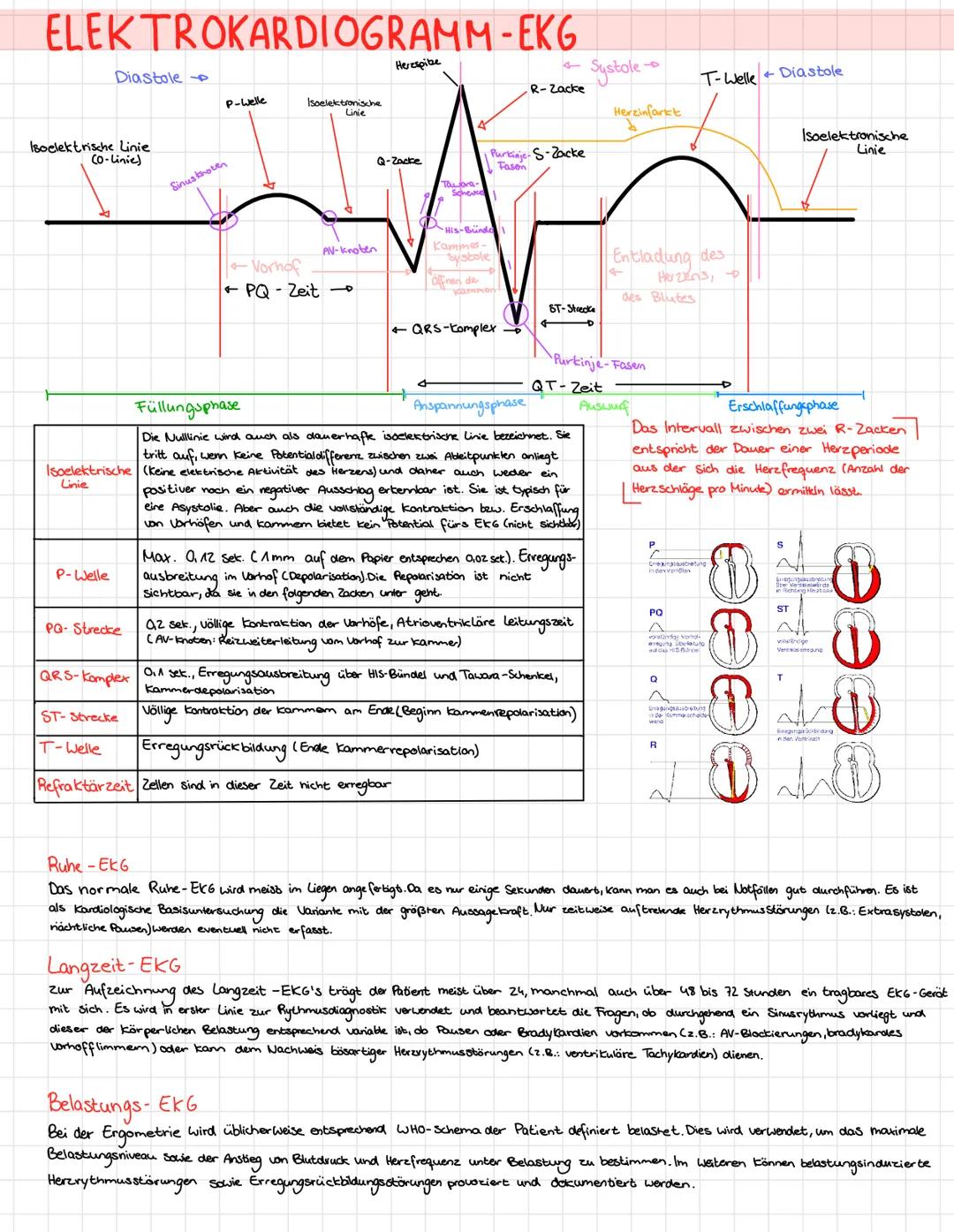 # ELEKTROKARDIOGRAMM -EKG

Diastole

P-welle

Isoelektrische Linie
(0-linie)

Sinustrocen

Isoelektronische
Linie

Vornol

← PQ-Zeit

Herzsp