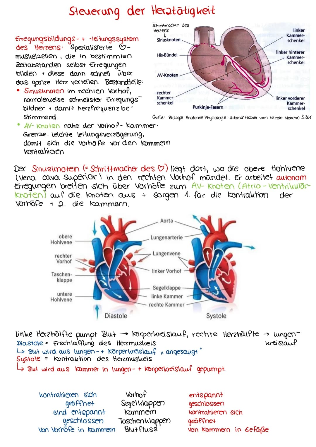  3.
S. 5.
+ Aufbau
Herzaufgabe
Herzwand + Herzkranzgefäße
Steuerung der Herz tätigheit
Vorhofzyklus + Kammerzyklus
Herz tone + -geräusche, P