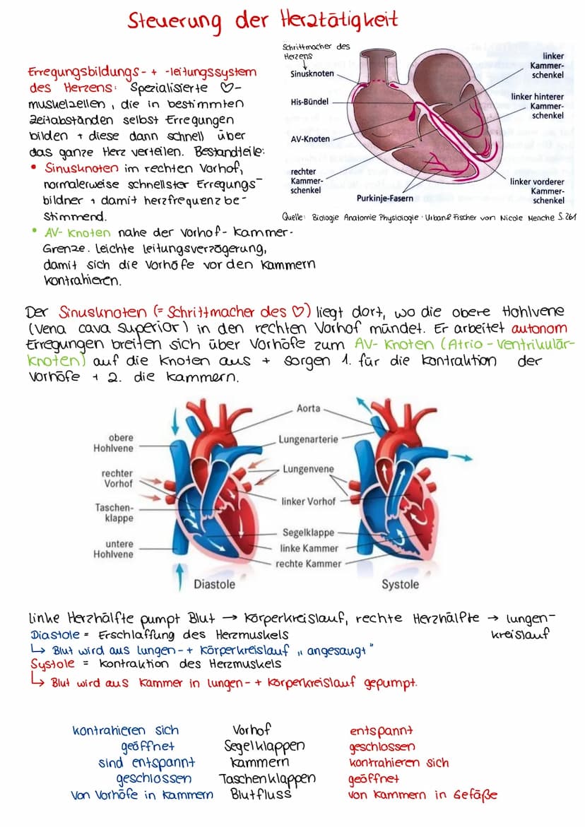  3.
S. 5.
+ Aufbau
Herzaufgabe
Herzwand + Herzkranzgefäße
Steuerung der Herz tätigheit
Vorhofzyklus + Kammerzyklus
Herz tone + -geräusche, P