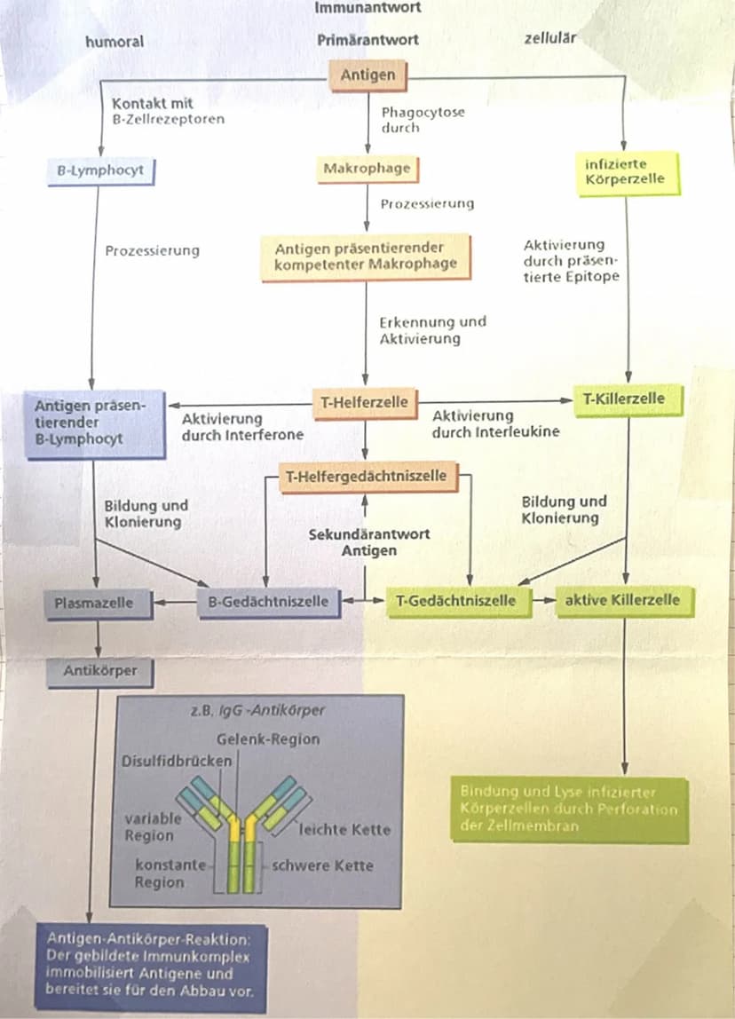 Immunbiologie Immunsystem
- Zum Immunsystem gehören alle Moleküle, Zellen und Organe, die in der
Auseinandersetzung mit Krankheitserregern, 