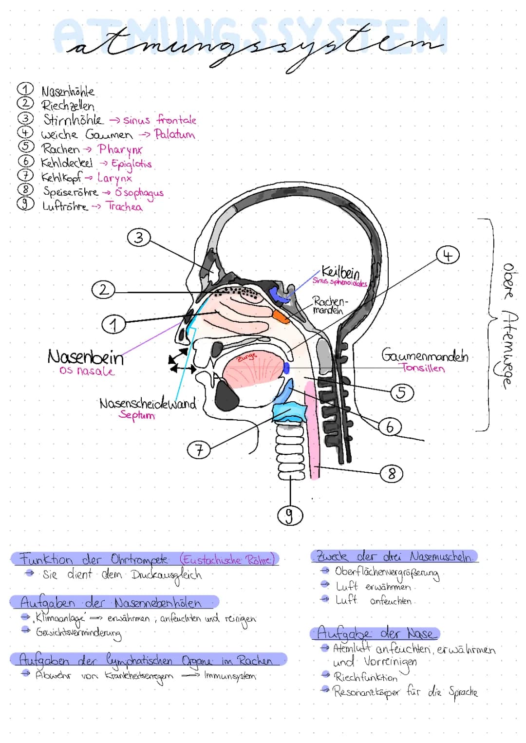 Atmungssystem