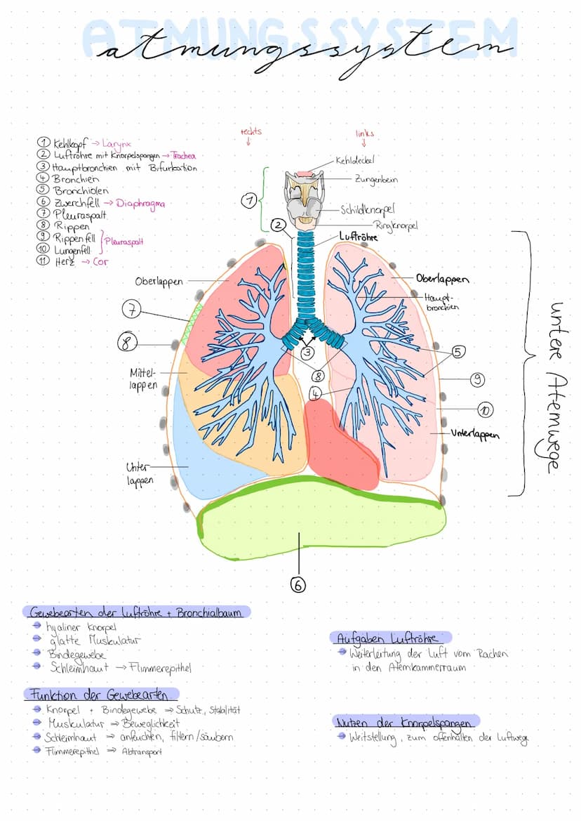 atmungssystem
1 Nasenhöhle.
2 Riechzellen.
3 Stirnhöhle sinus frontale
4 weiche Gaumen → Palatum
5
Rachen →
Pharynx
Epiglotis.
6 Kehldeckel
