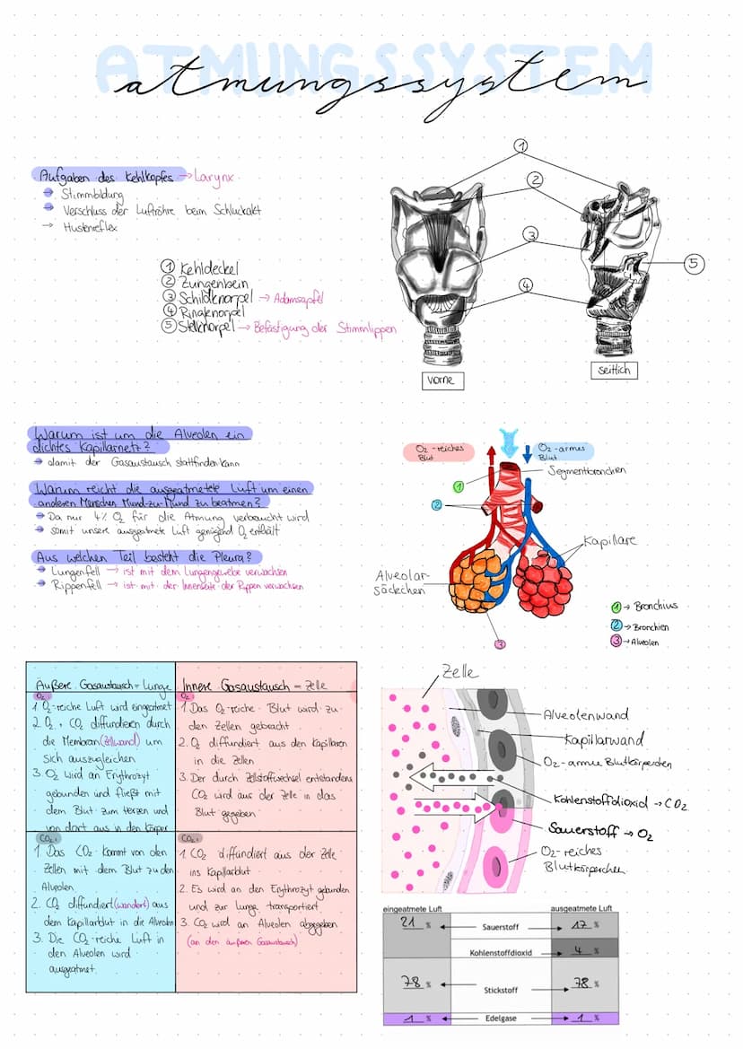 atmungssystem
1 Nasenhöhle.
2 Riechzellen.
3 Stirnhöhle sinus frontale
4 weiche Gaumen → Palatum
5
Rachen →
Pharynx
Epiglotis.
6 Kehldeckel
