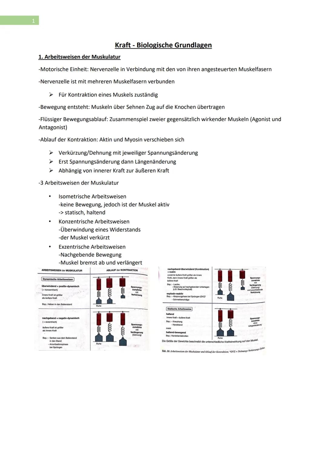 1
1. Arbeitsweisen der Muskulatur
-Motorische Einheit: Nervenzelle in Verbindung mit den von ihren angesteuerten Muskelfasern
-Nervenzelle i