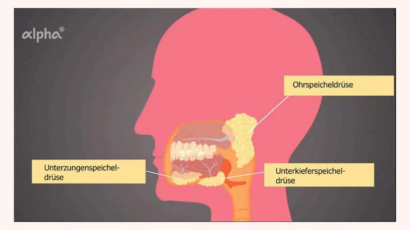 DIE VERDAUUNG
Wie das Essen im Körper verarbeitet wird Der Mund
> Die Speiseröhre
> Der Magen
Pankreas
> Dünndarm
Enddarm
INHALT
After
MUNDH