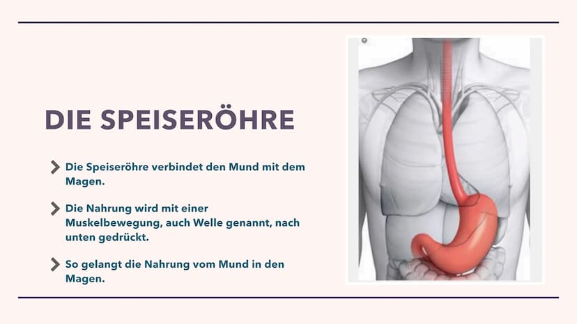 DIE VERDAUUNG
Wie das Essen im Körper verarbeitet wird Der Mund
> Die Speiseröhre
> Der Magen
Pankreas
> Dünndarm
Enddarm
INHALT
After
MUNDH