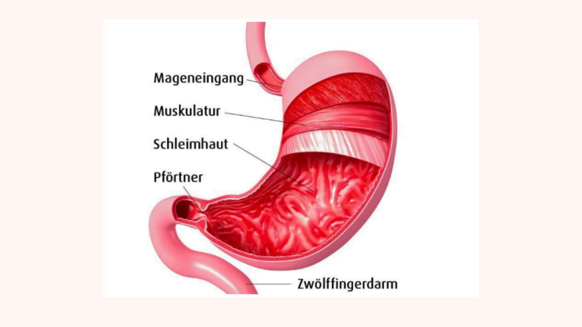 DIE VERDAUUNG
Wie das Essen im Körper verarbeitet wird Der Mund
> Die Speiseröhre
> Der Magen
Pankreas
> Dünndarm
Enddarm
INHALT
After
MUNDH