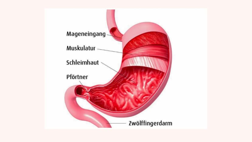 DIE VERDAUUNG
Wie das Essen im Körper verarbeitet wird Der Mund
> Die Speiseröhre
> Der Magen
Pankreas
> Dünndarm
Enddarm
INHALT
After
MUNDH