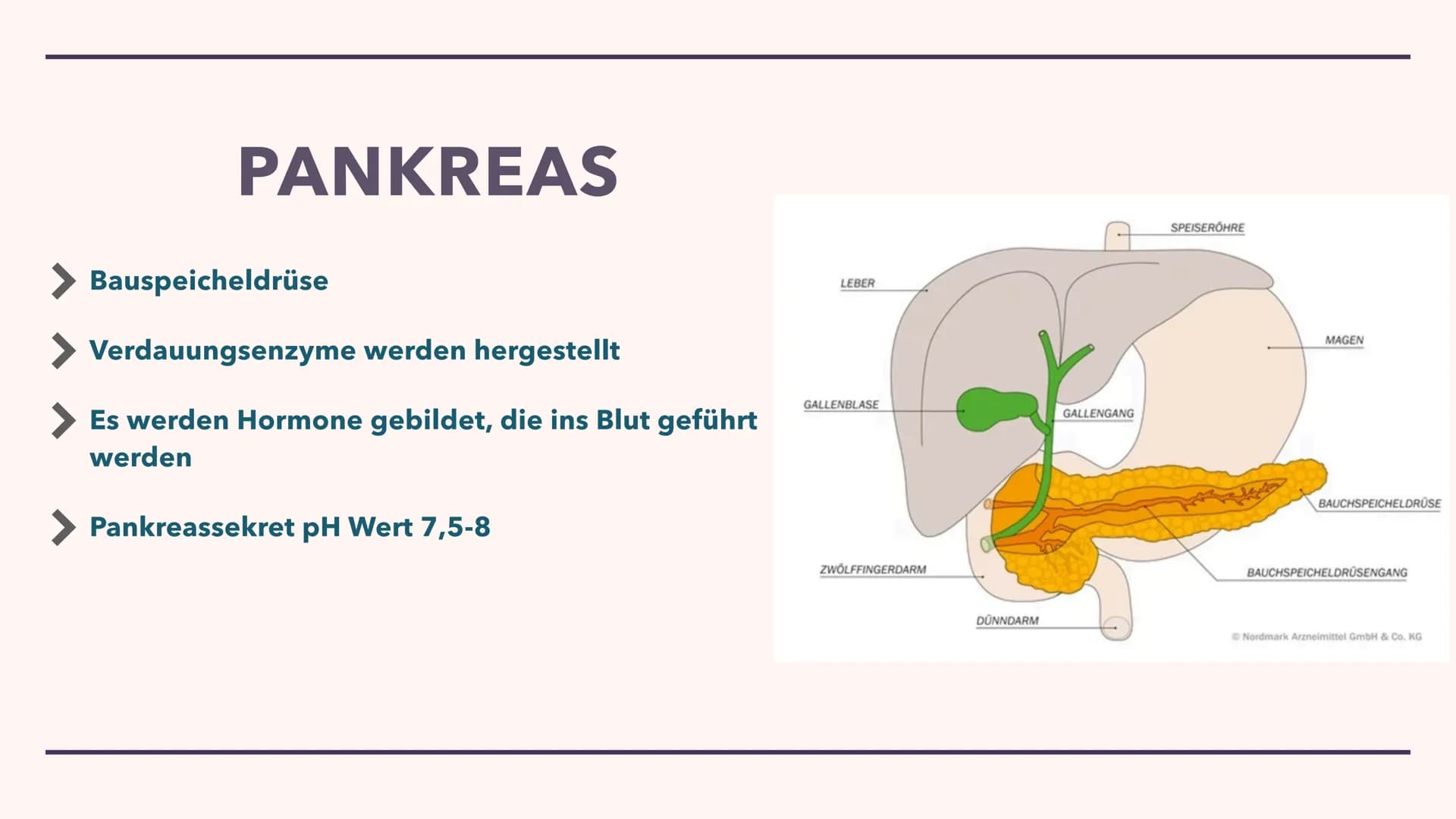 DIE VERDAUUNG
Wie das Essen im Körper verarbeitet wird Der Mund
> Die Speiseröhre
> Der Magen
Pankreas
> Dünndarm
Enddarm
INHALT
After
MUNDH