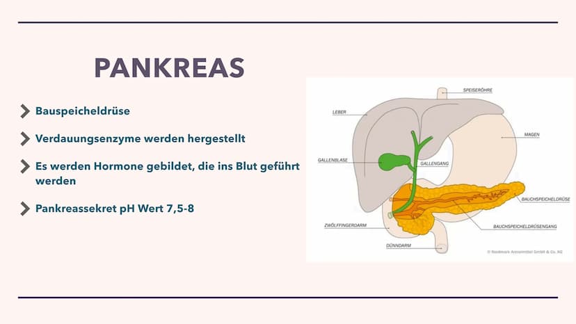 DIE VERDAUUNG
Wie das Essen im Körper verarbeitet wird Der Mund
> Die Speiseröhre
> Der Magen
Pankreas
> Dünndarm
Enddarm
INHALT
After
MUNDH