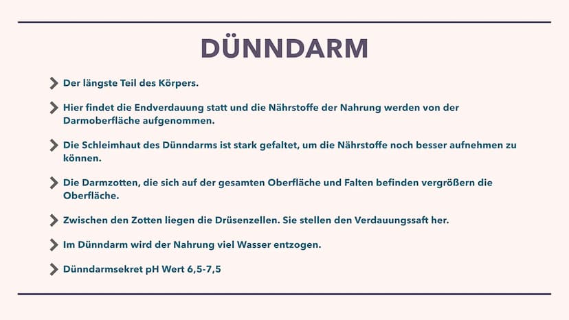 DIE VERDAUUNG
Wie das Essen im Körper verarbeitet wird Der Mund
> Die Speiseröhre
> Der Magen
Pankreas
> Dünndarm
Enddarm
INHALT
After
MUNDH