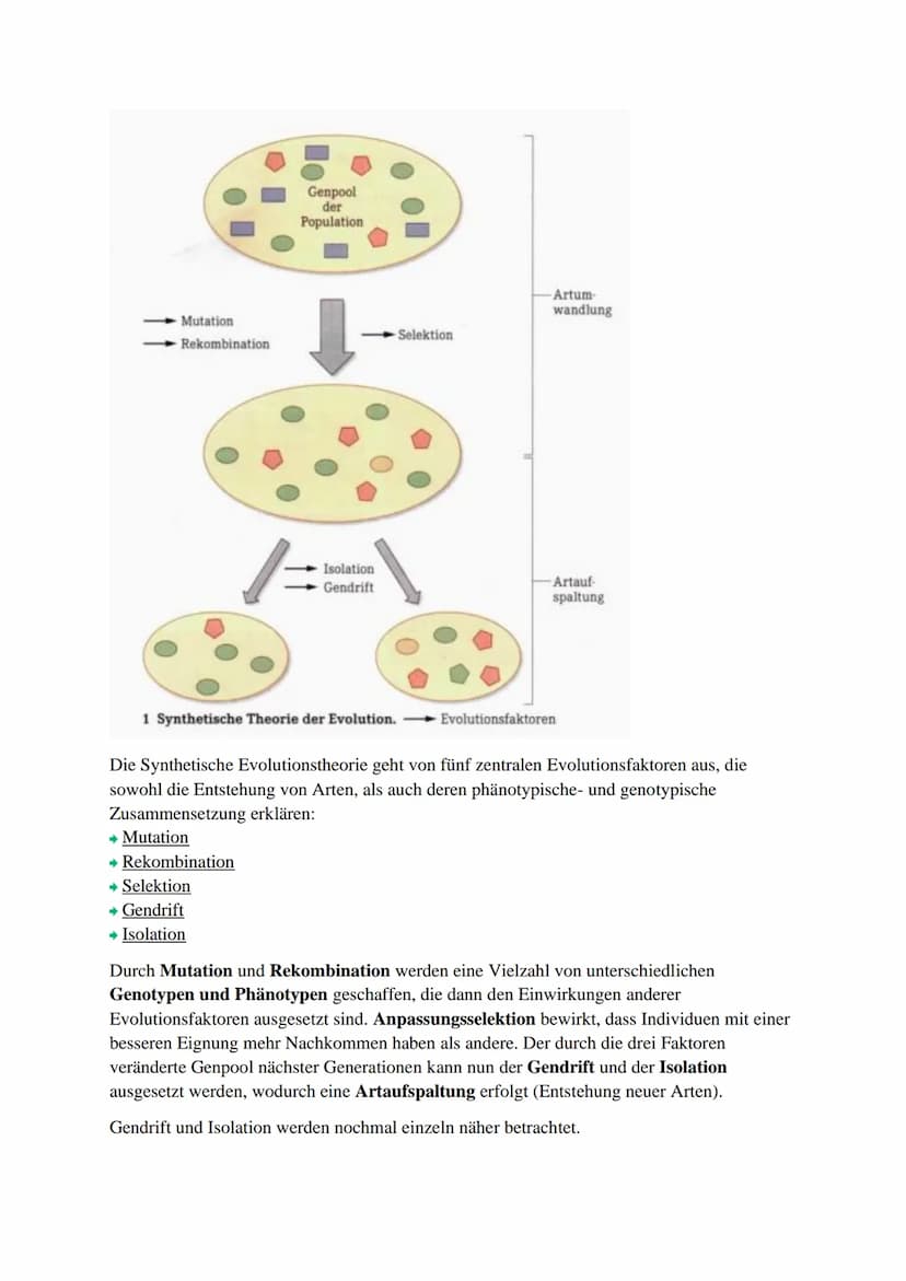 Inhaltsverzeichnis:
Evolutionstheorien (Darwin, Lamarck, Cuvier)
Synthetische Evolutionstheorie
Selektionsarten
Hardy-Weinberg Prinzip
Gendr