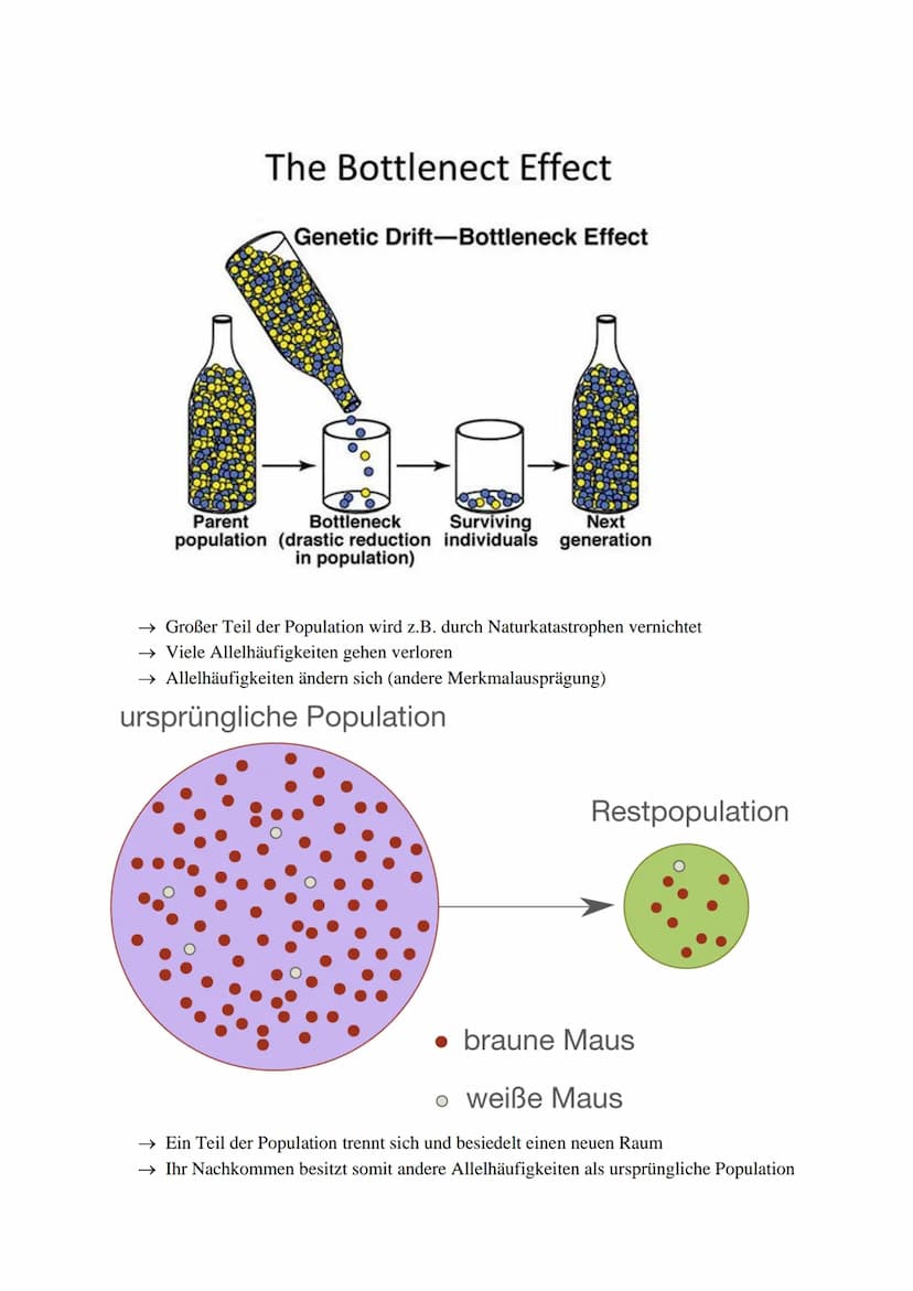 Inhaltsverzeichnis:
Evolutionstheorien (Darwin, Lamarck, Cuvier)
Synthetische Evolutionstheorie
Selektionsarten
Hardy-Weinberg Prinzip
Gendr