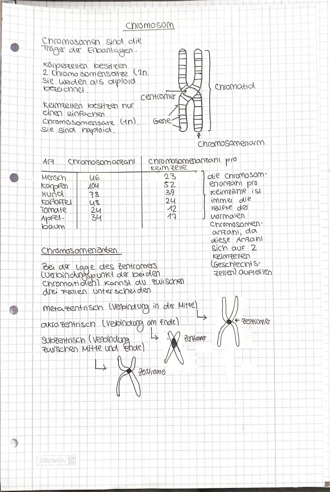 Chromosom