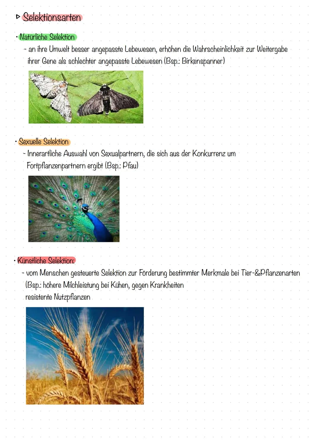Selektionsarten
▸
• Natürliche Selektion
- an ihre Umwelt besser angepasste Lebewesen, erhöhen die Wahrscheinlichkeit zur Weitergabe
ihrer G