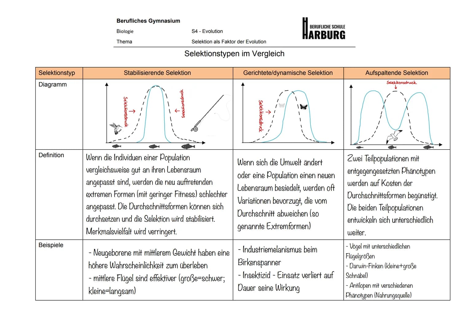 Selektionsarten
▸
• Natürliche Selektion
- an ihre Umwelt besser angepasste Lebewesen, erhöhen die Wahrscheinlichkeit zur Weitergabe
ihrer G