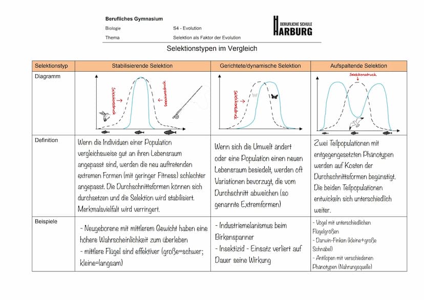 Selektionsarten
▸
• Natürliche Selektion
- an ihre Umwelt besser angepasste Lebewesen, erhöhen die Wahrscheinlichkeit zur Weitergabe
ihrer G