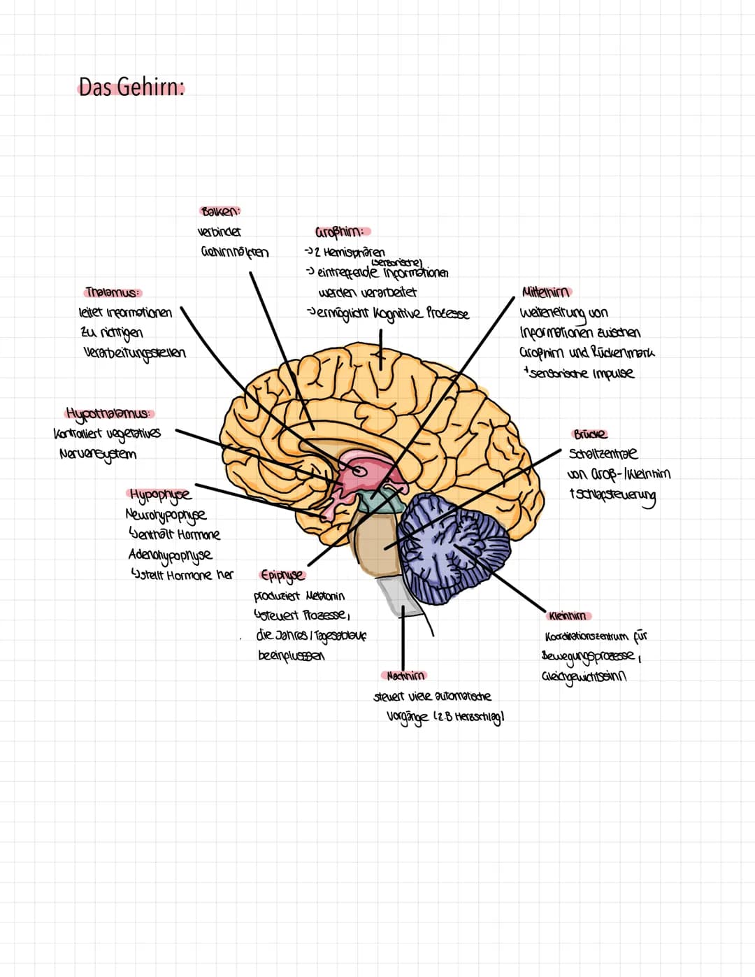 Das Gehirn:
Thalamus:
leitet Informationen
zu richtigen
Verarbeitungsstellen
Hypothalamus:
Kontrolliert vegetatives
Nervensystem
Balken:
ver